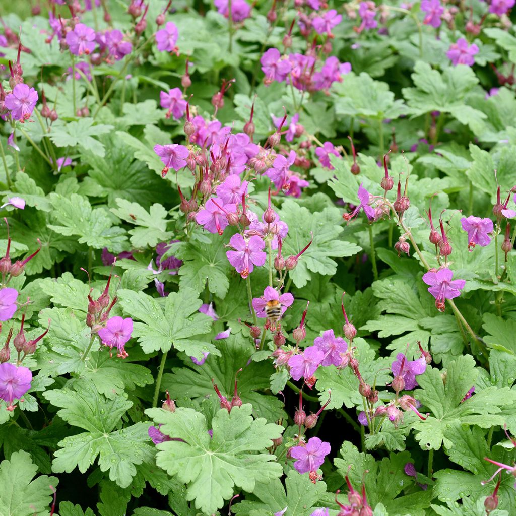 Geranium macrorrhizum