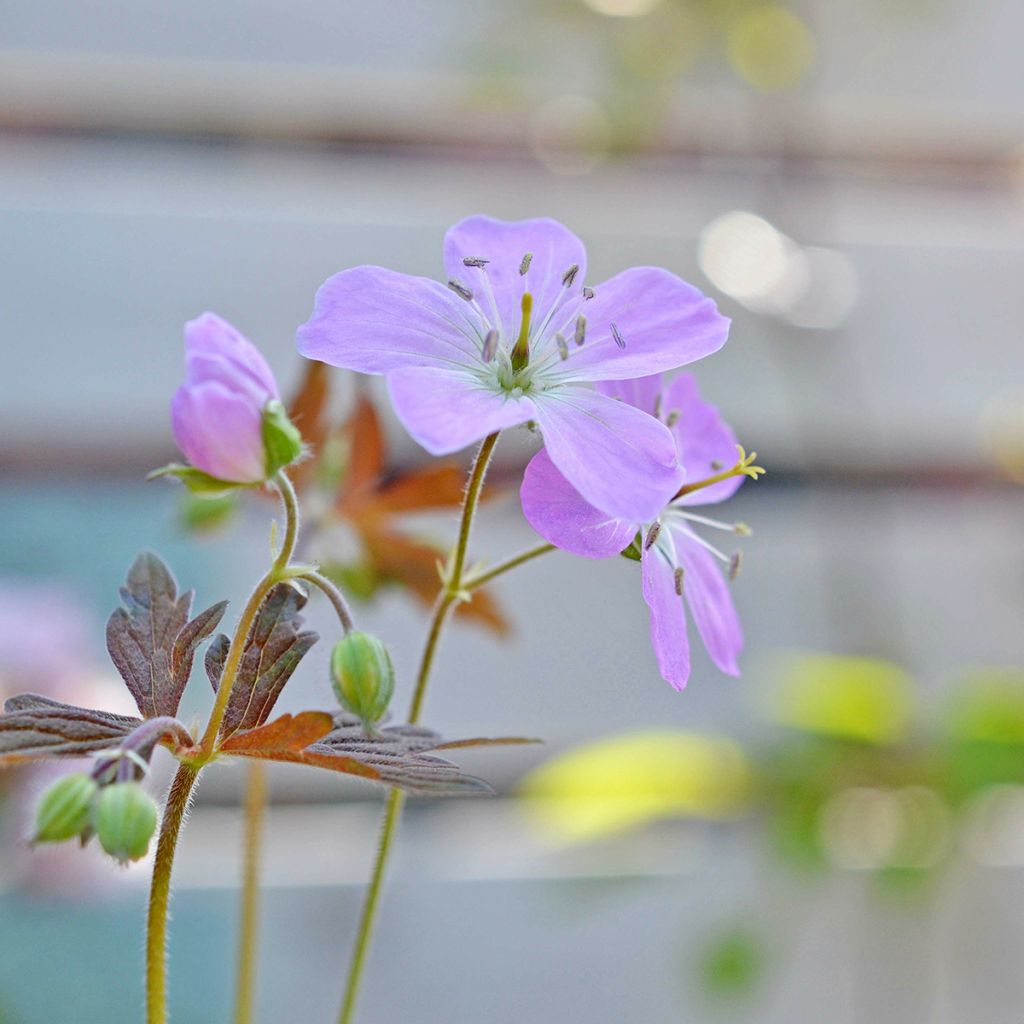 Geranium maculatum Espresso