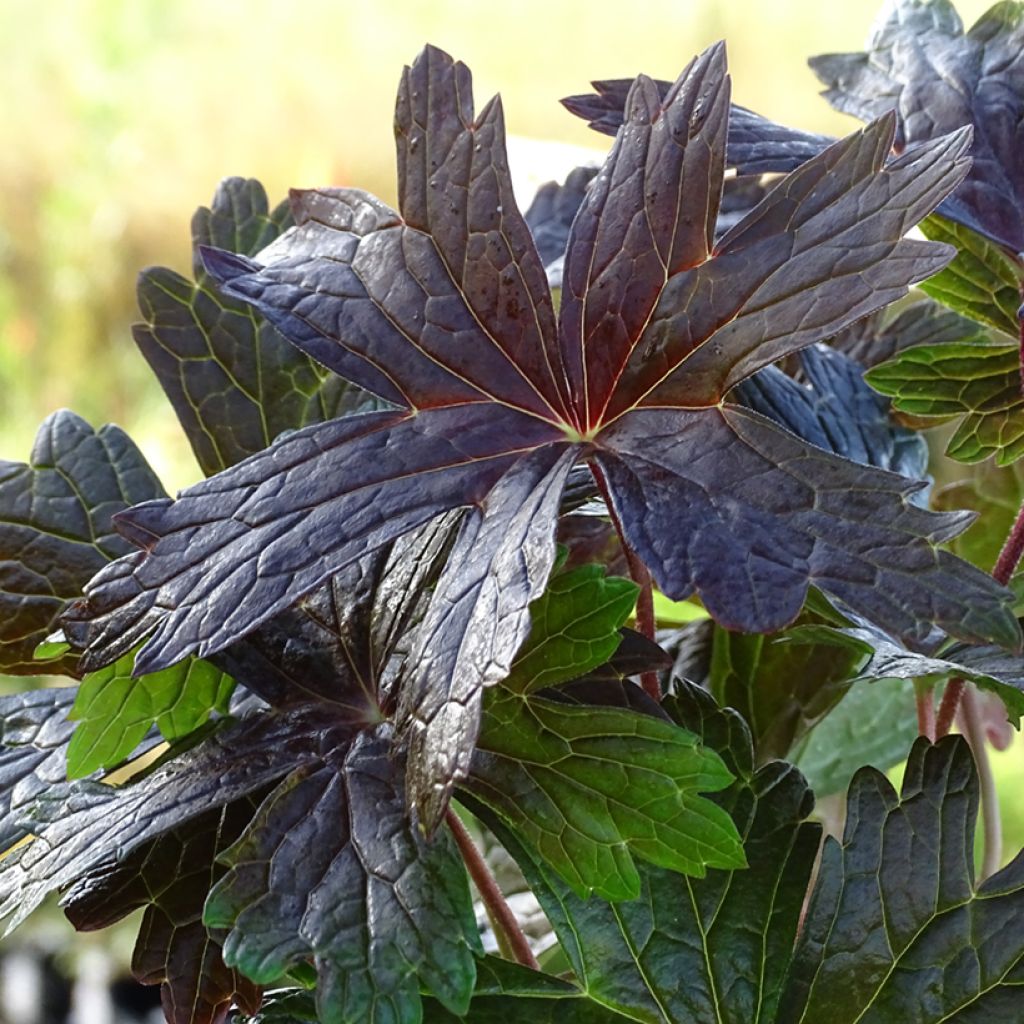 Geranium vivace maculatum Stormy Night