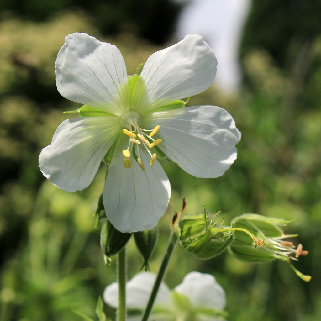 Geranium maculatum var. album