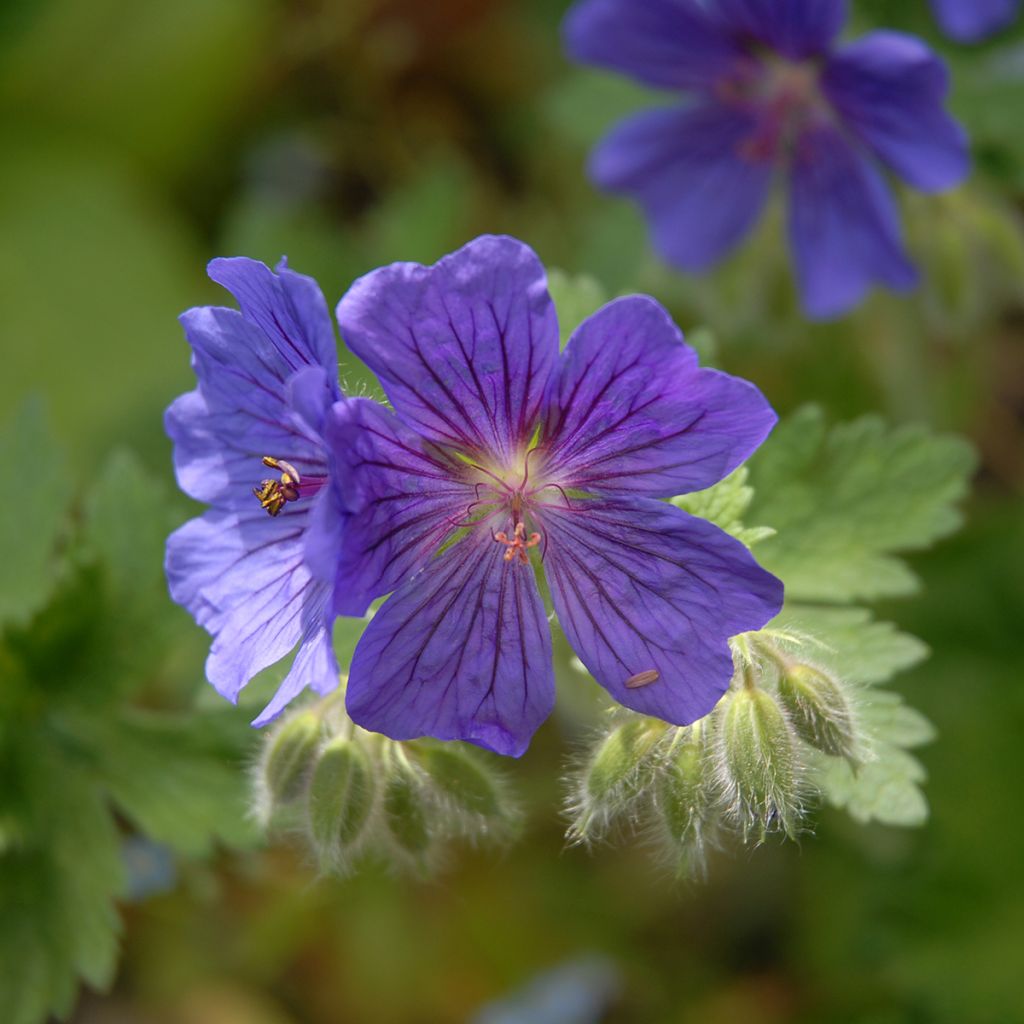 Geranium magnificum Rosemoor