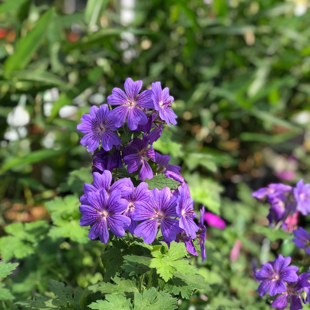 Geranium magnificum Rosemoor