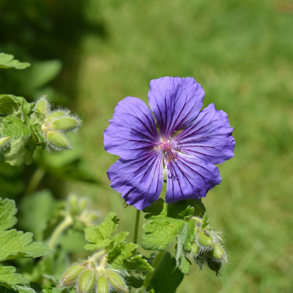 Geranium magnificum Rosemoor