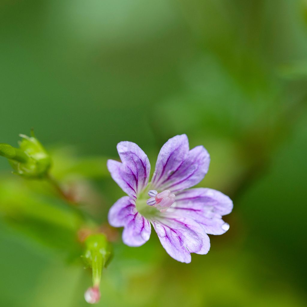 Geranium nodosum - Geranio nodoso