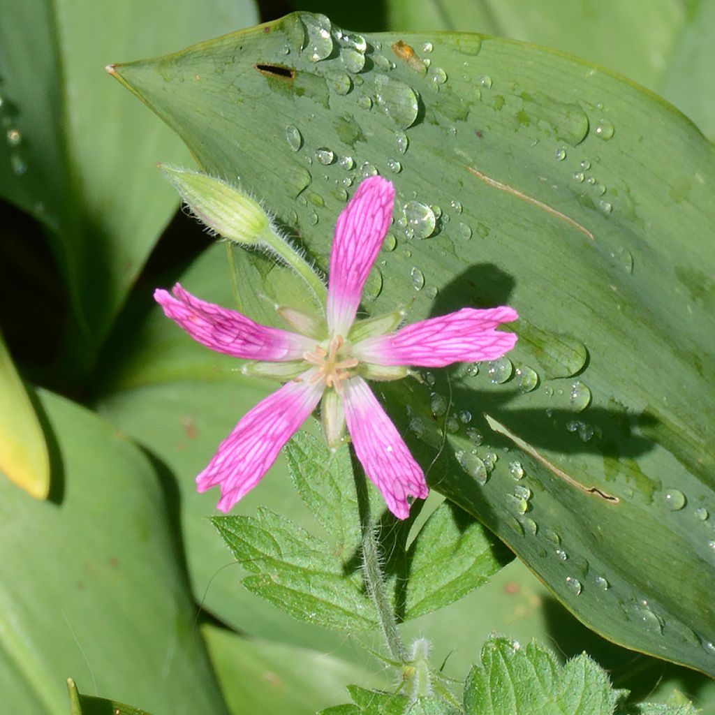 Geranium oxonianum David McClintock