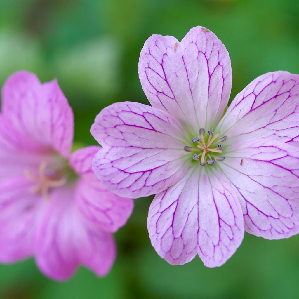 Géranium vivace oxonianum Walter s Gift