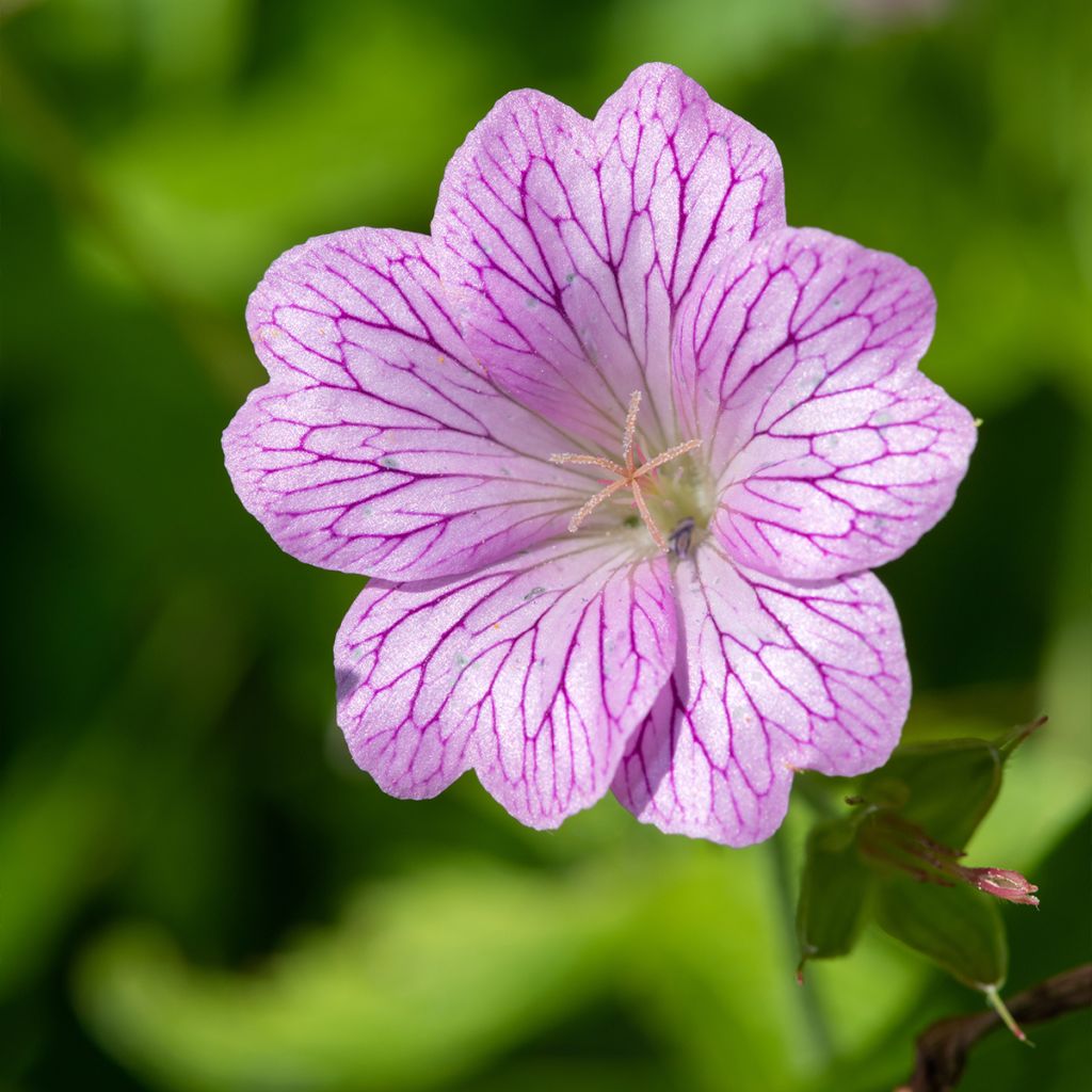 Géranium vivace oxonianum Walter s Gift