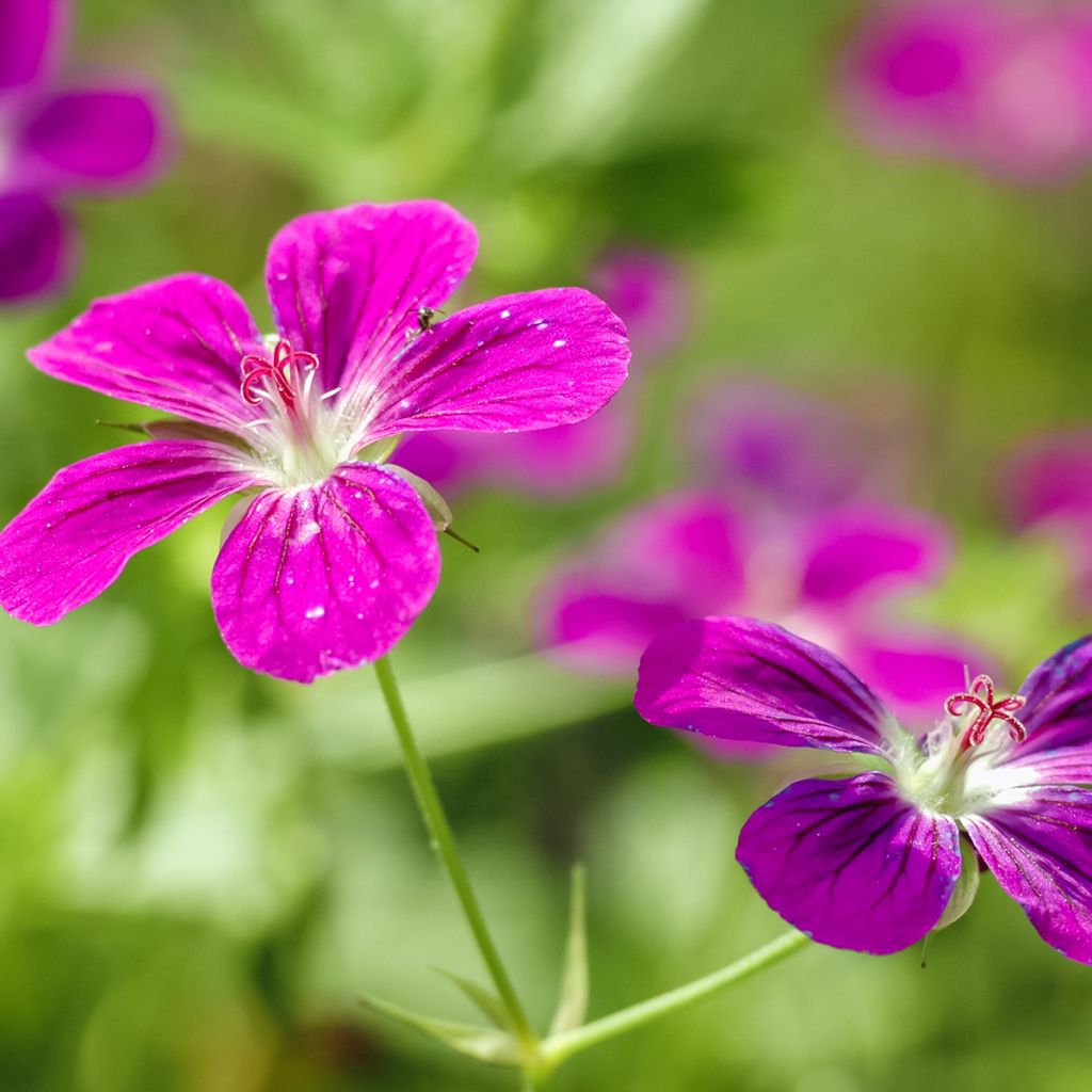 Geranium palustre - Geranio palustre