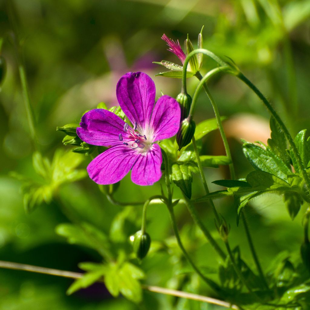 Geranium palustre - Geranio palustre