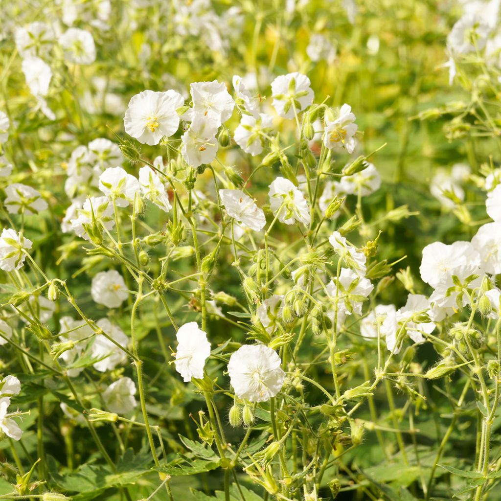 Geranium phaeum Album - Geranio stellato