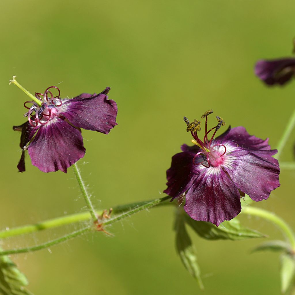 Geranium phaeum Mourning Widow - Geranio stellato