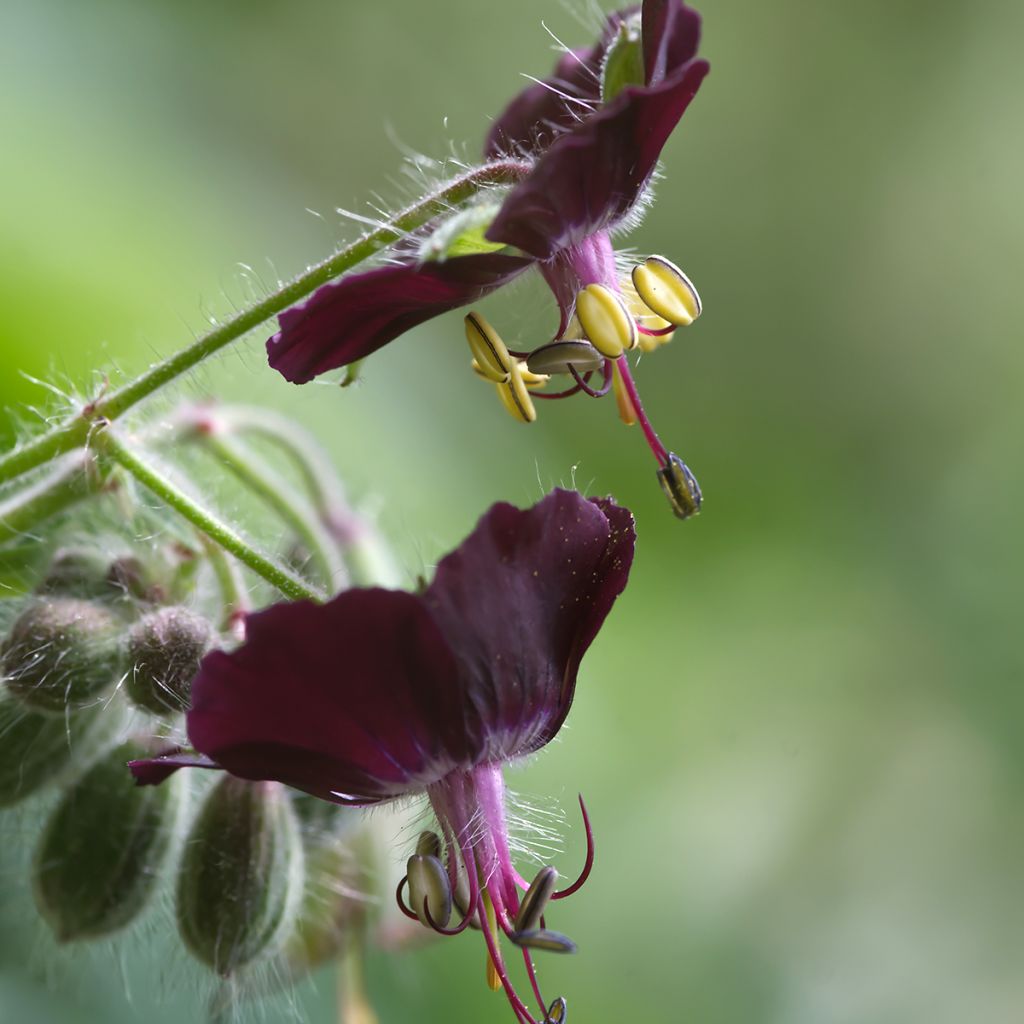 Geranium phaeum Mourning Widow - Geranio stellato