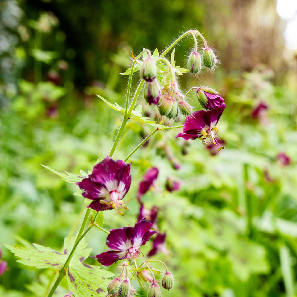 Geranium phaeum Mourning Widow - Geranio stellato