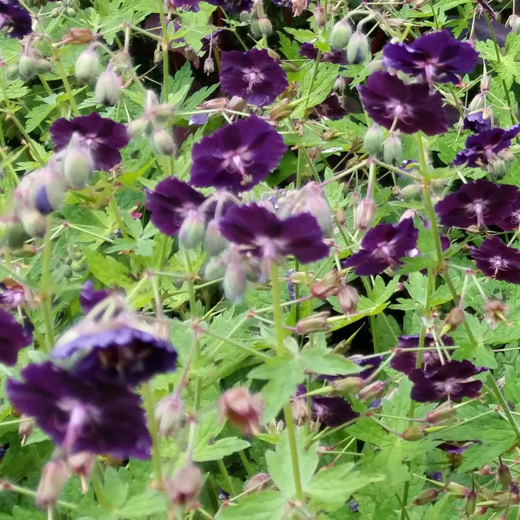 Geranium phaeum Raven - Geranio stellato