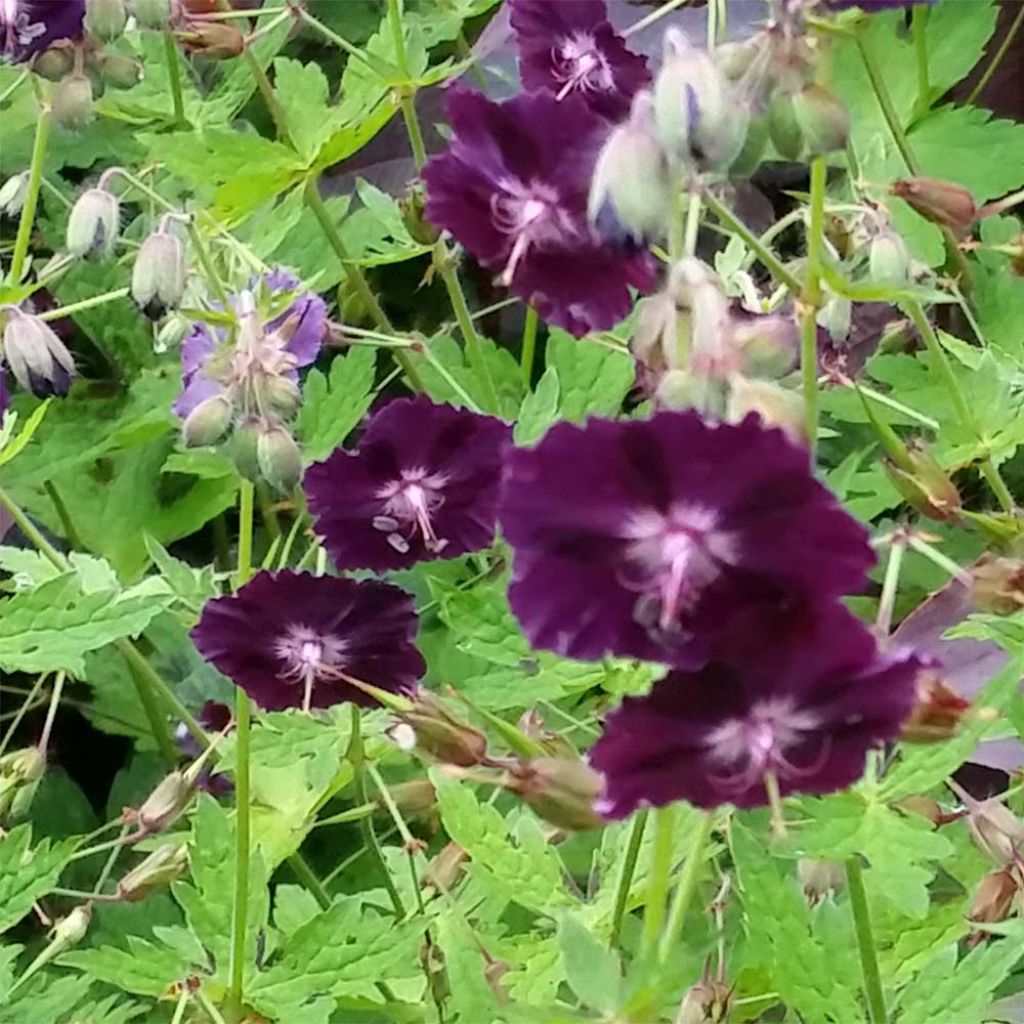 Geranium phaeum Raven - Geranio stellato