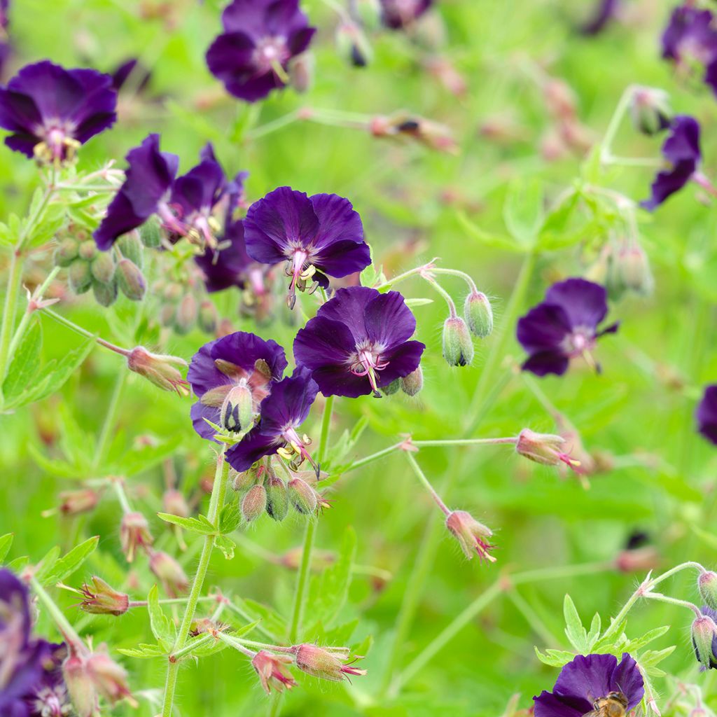 Geranium phaeum Raven - Geranio stellato