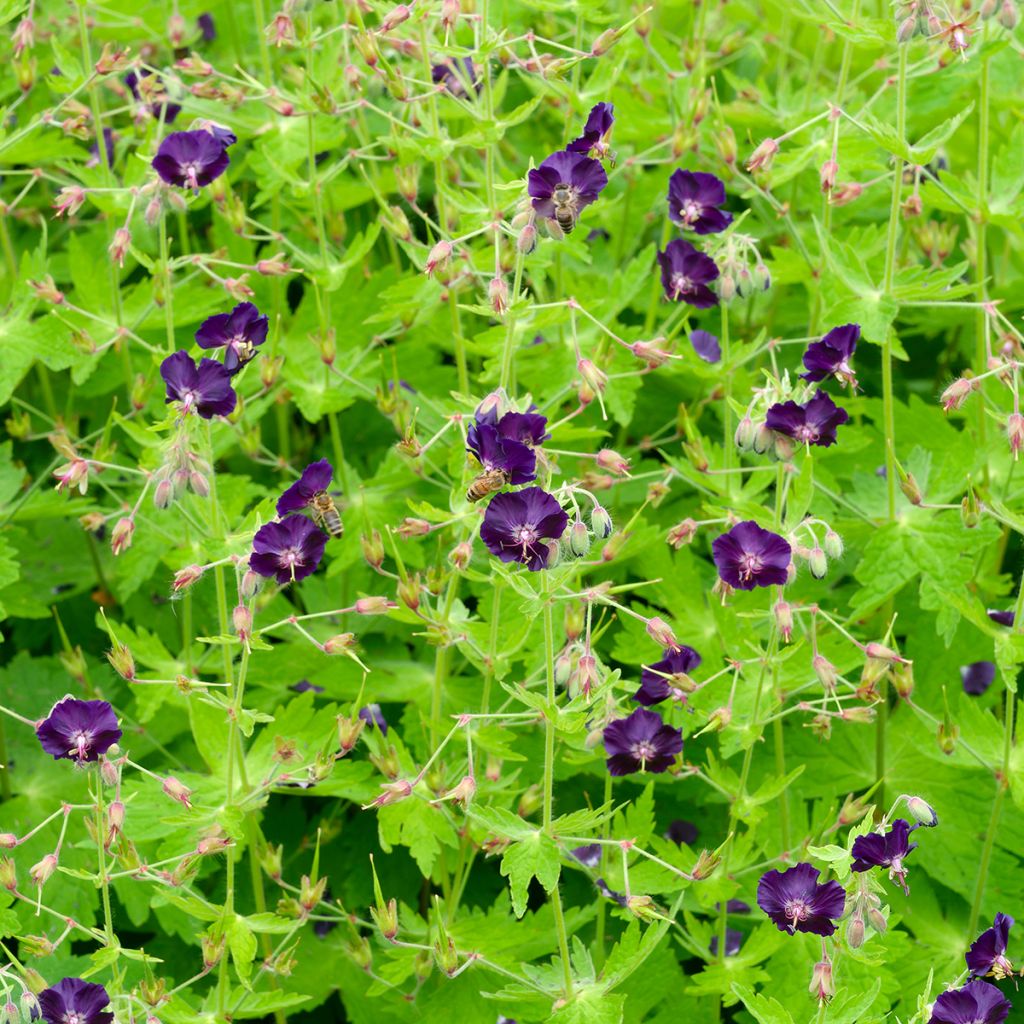 Geranium phaeum Raven - Geranio stellato