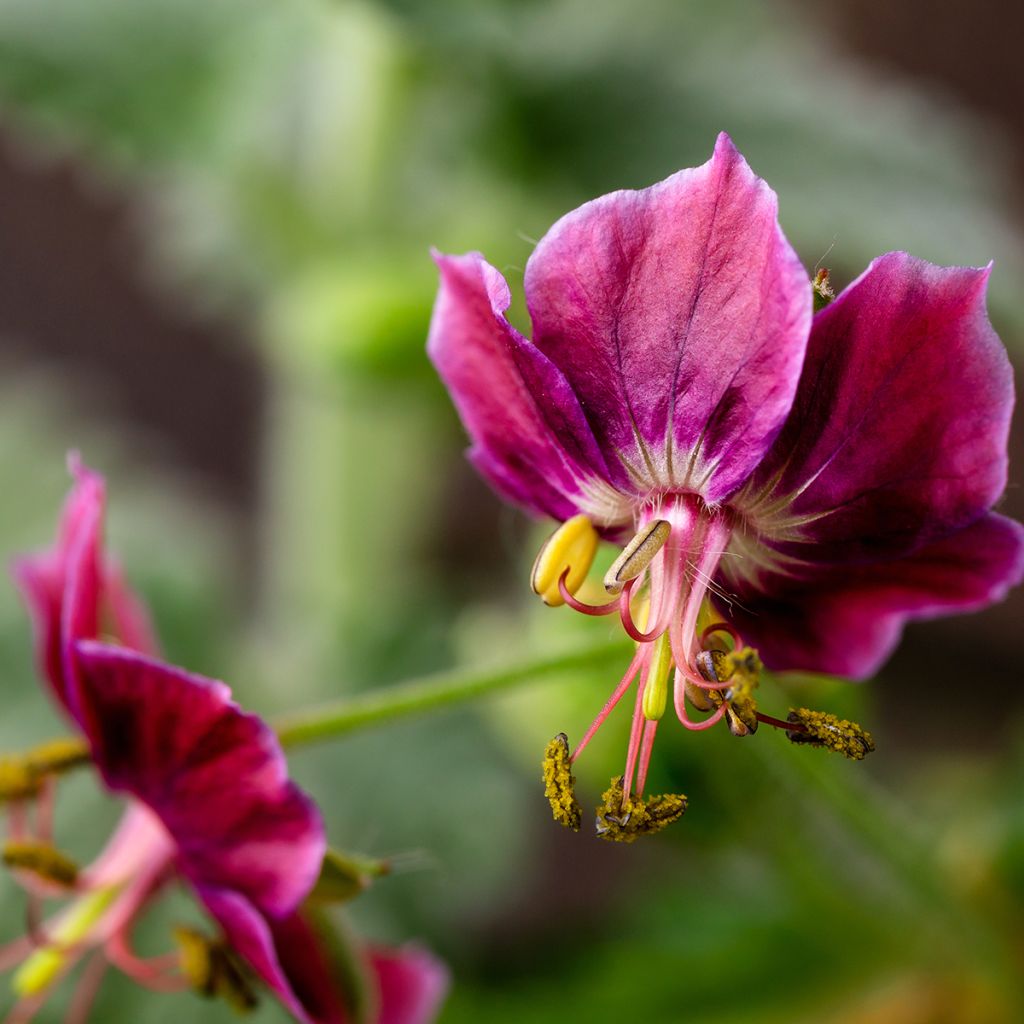 Geranium phaeum Samobor - Geranio stellato