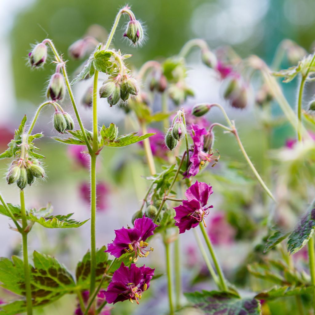 Geranium phaeum Samobor - Geranio stellato