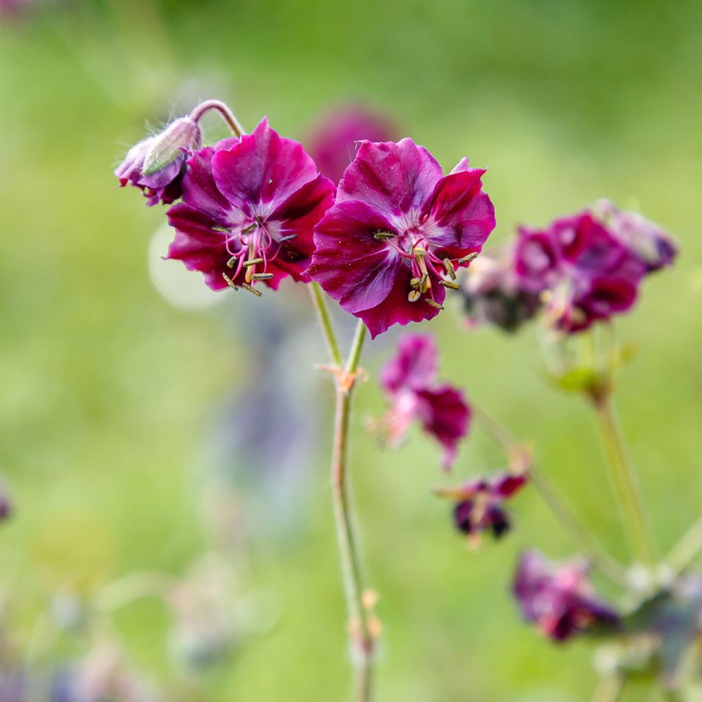 Geranium phaeum Samobor - Geranio stellato