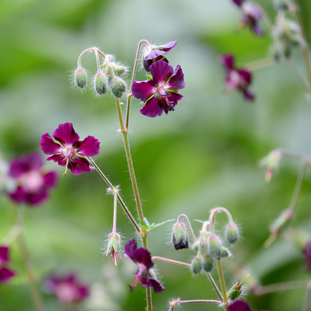 Geranium phaeum - Geranio stellato