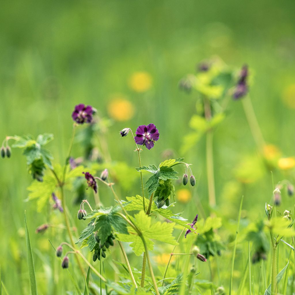 Geranium phaeum - Geranio stellato