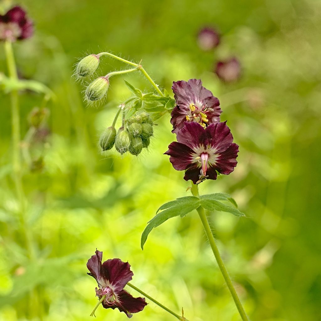 Geranium phaeum - Geranio stellato