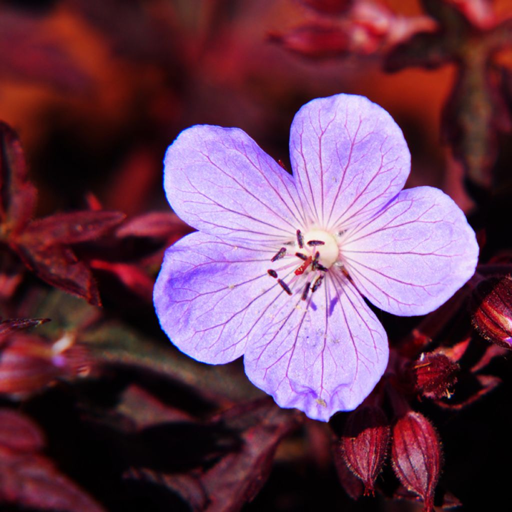 Géranium vivace pratense Dark Reiter