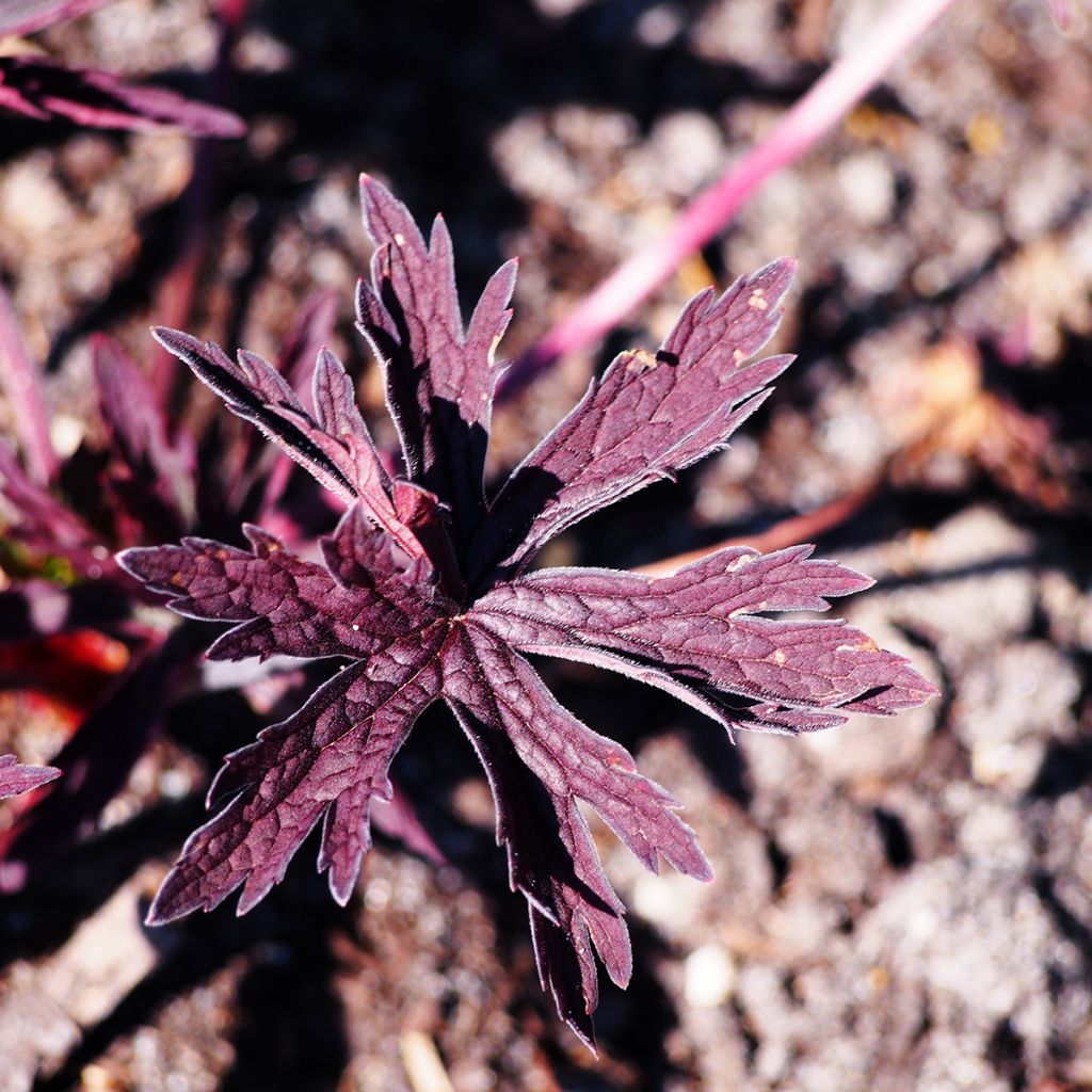 Geranium pratense Dark Reiter - Geranio dei prati