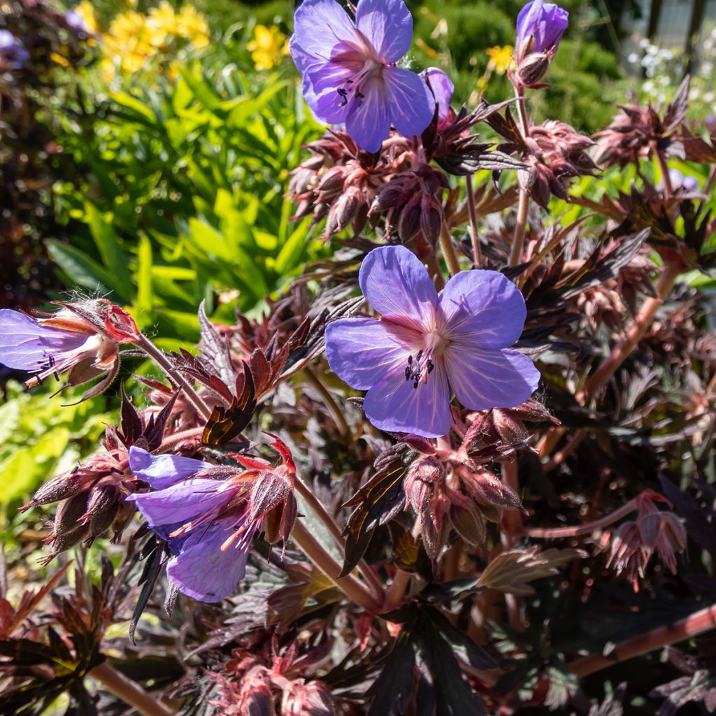 Geranium pratense Midnight Reiter - Geranio dei prati