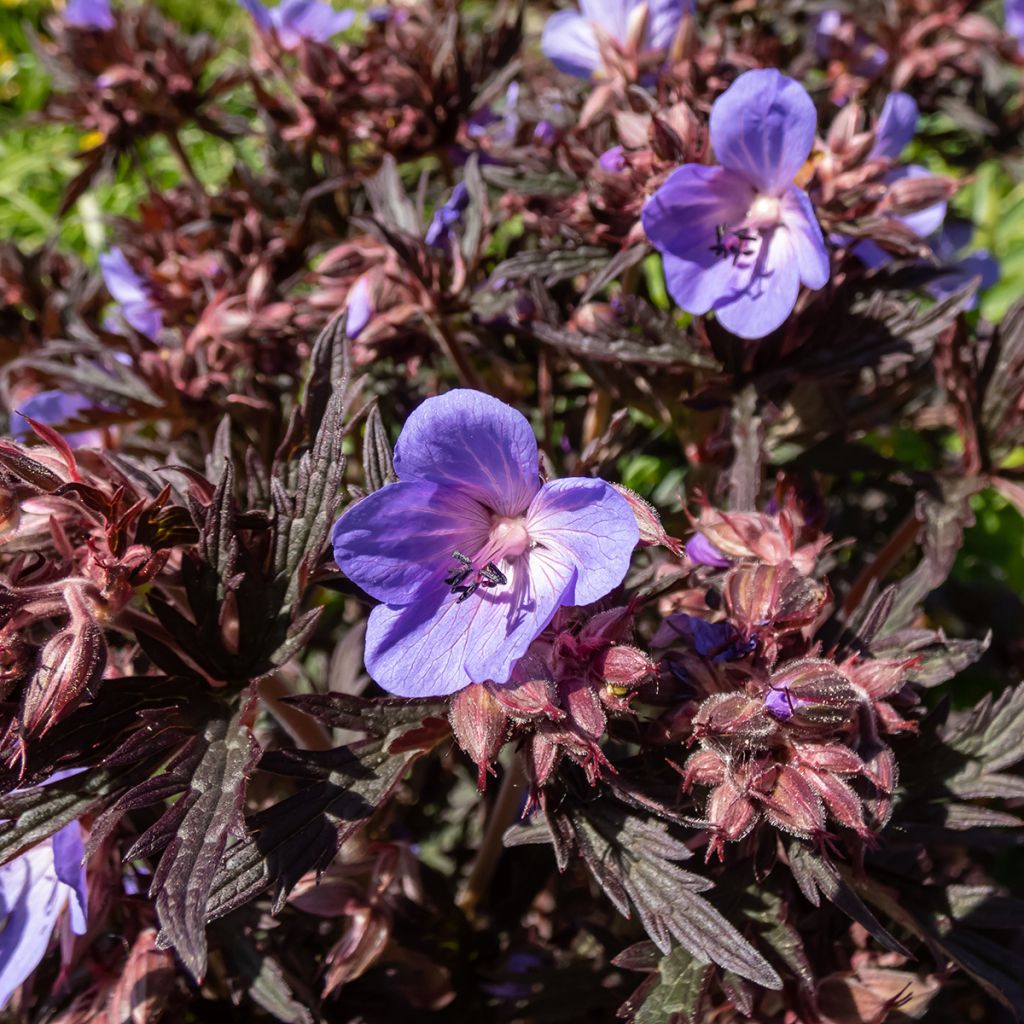 Geranium pratense Midnight Reiter - Geranio dei prati