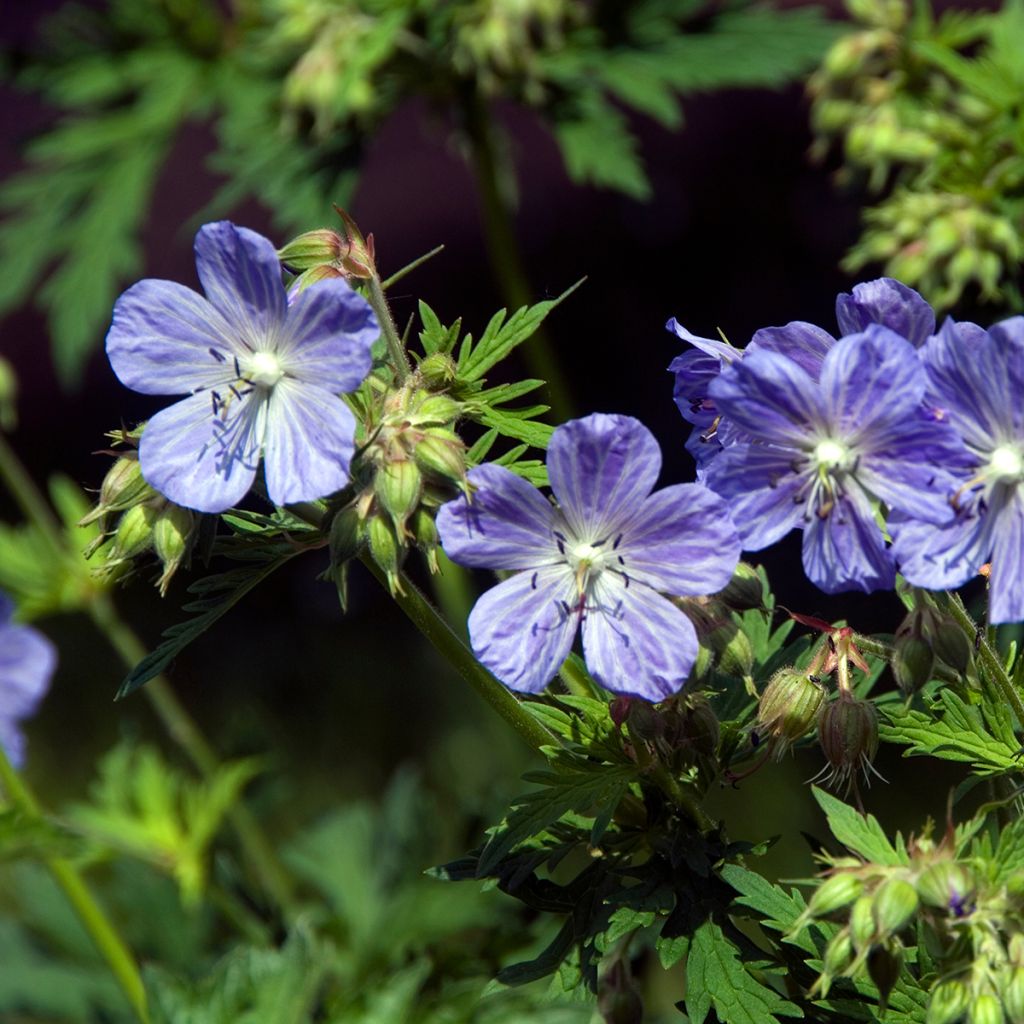 Geranium pratense Mrs Kendall Clark - Geranio dei prati