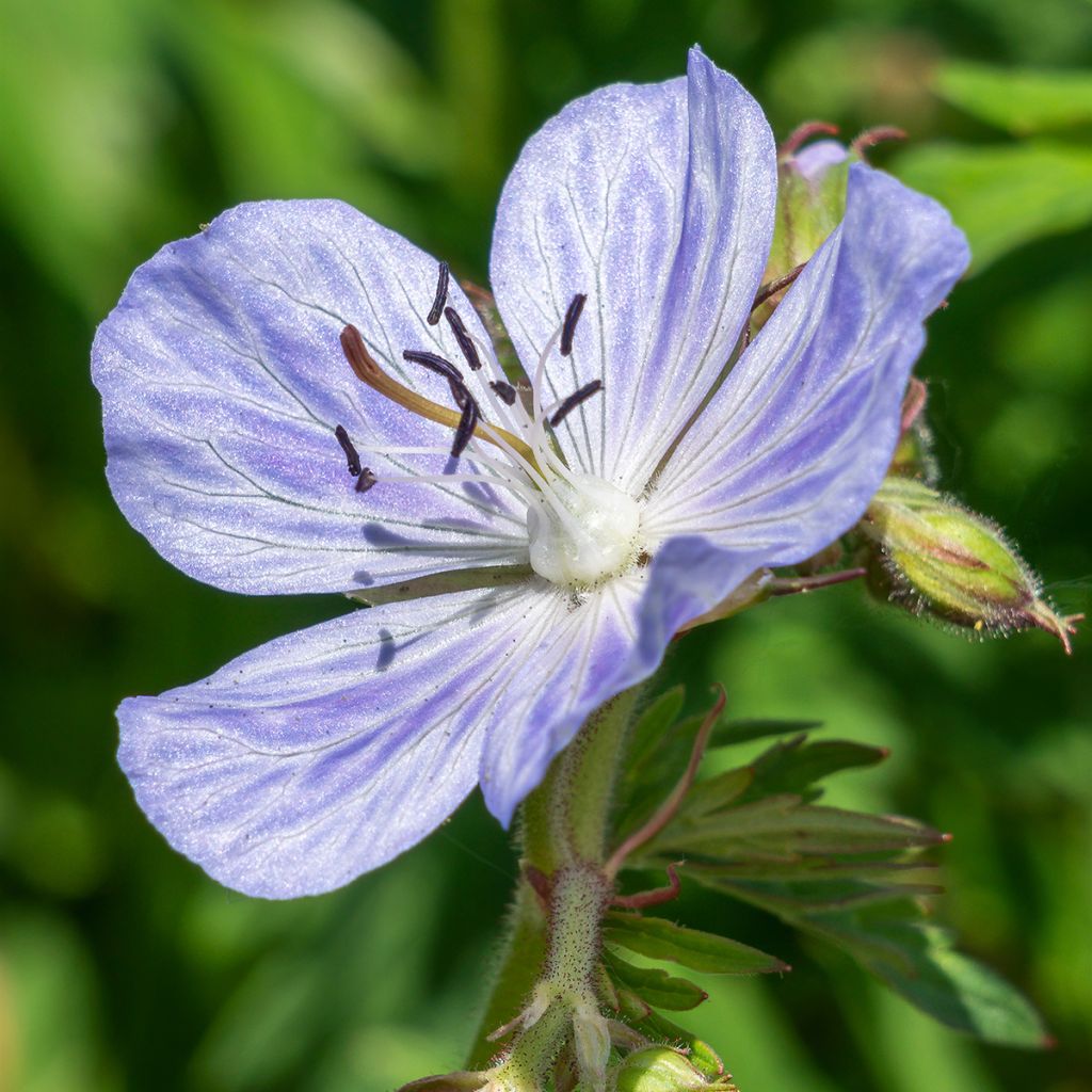 Geranium pratense Mrs Kendall Clark - Geranio dei prati