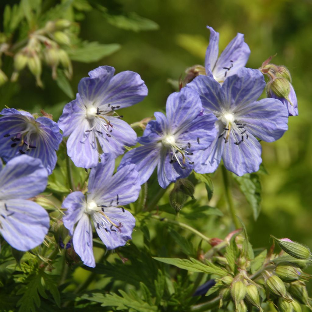 Geranium pratense Mrs Kendall Clark - Geranio dei prati