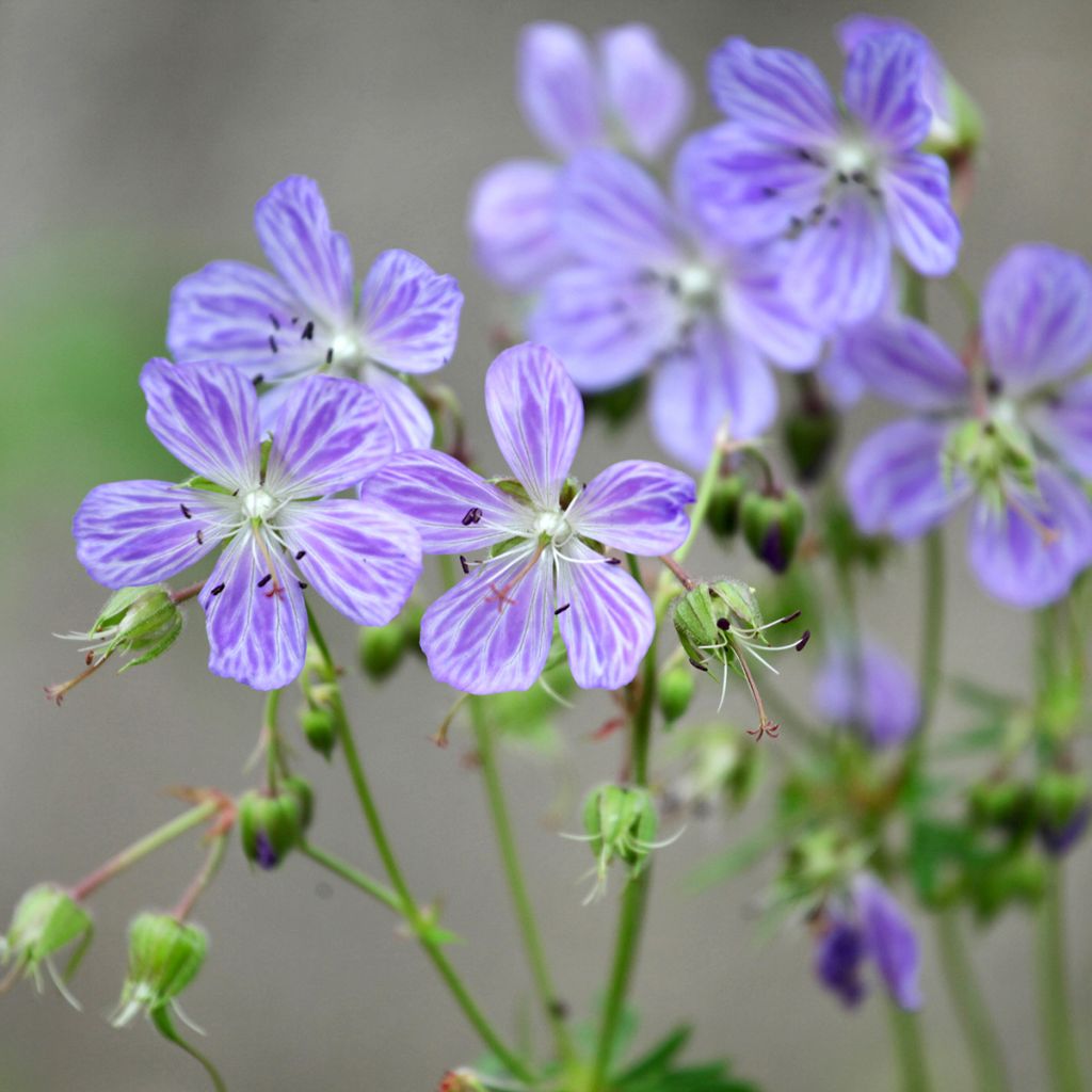 Geranium pratense Mrs Kendall Clark - Geranio dei prati