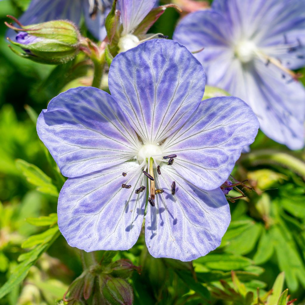 Geranium pratense Mrs Kendall Clark - Geranio dei prati