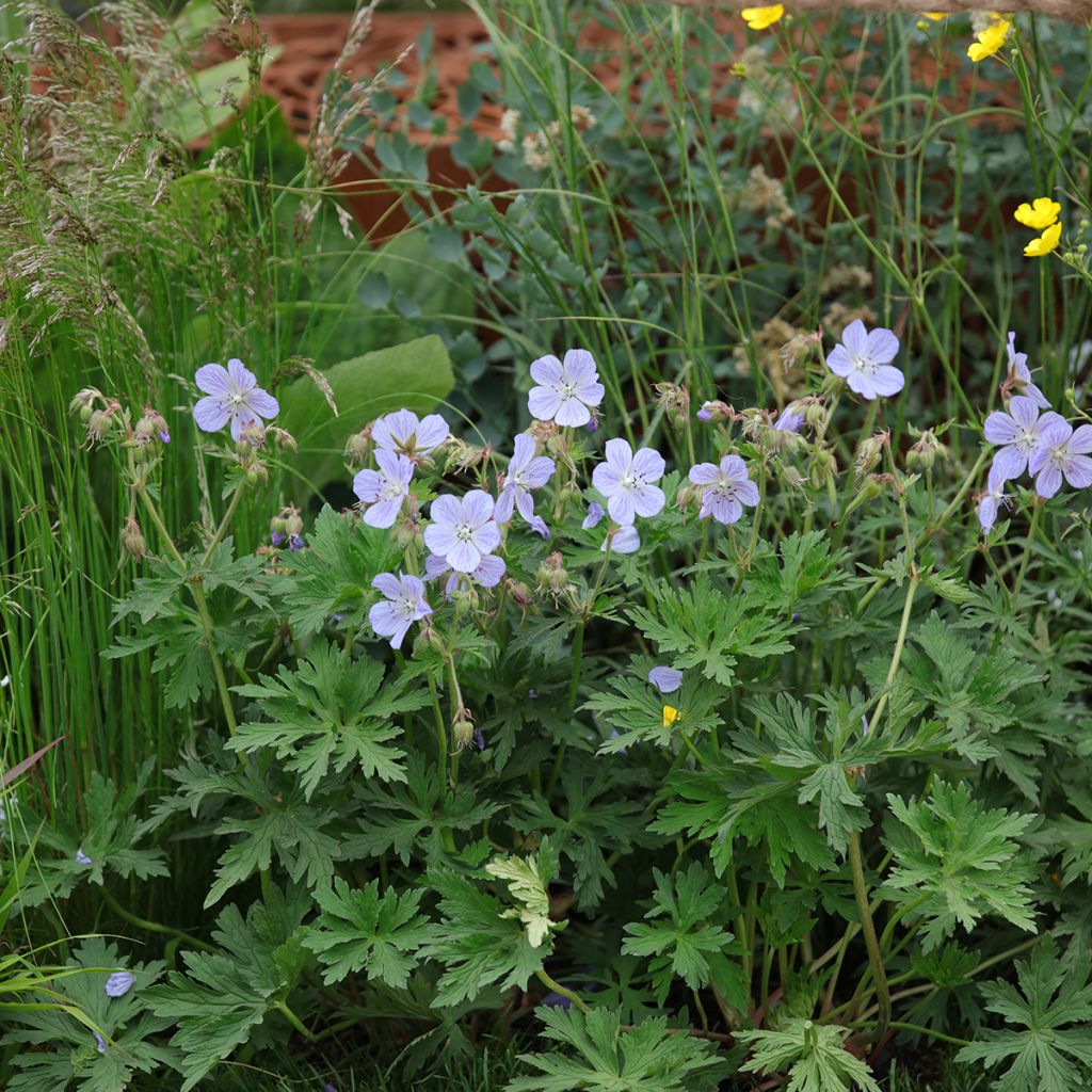 Geranium pratense Mrs Kendall Clark - Geranio dei prati