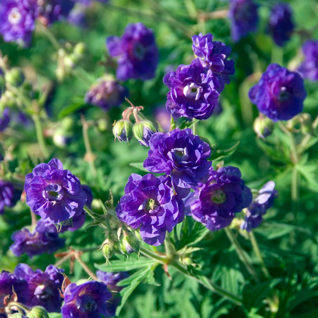 Geranium pratense Plenum Violaceum - Geranio dei prati