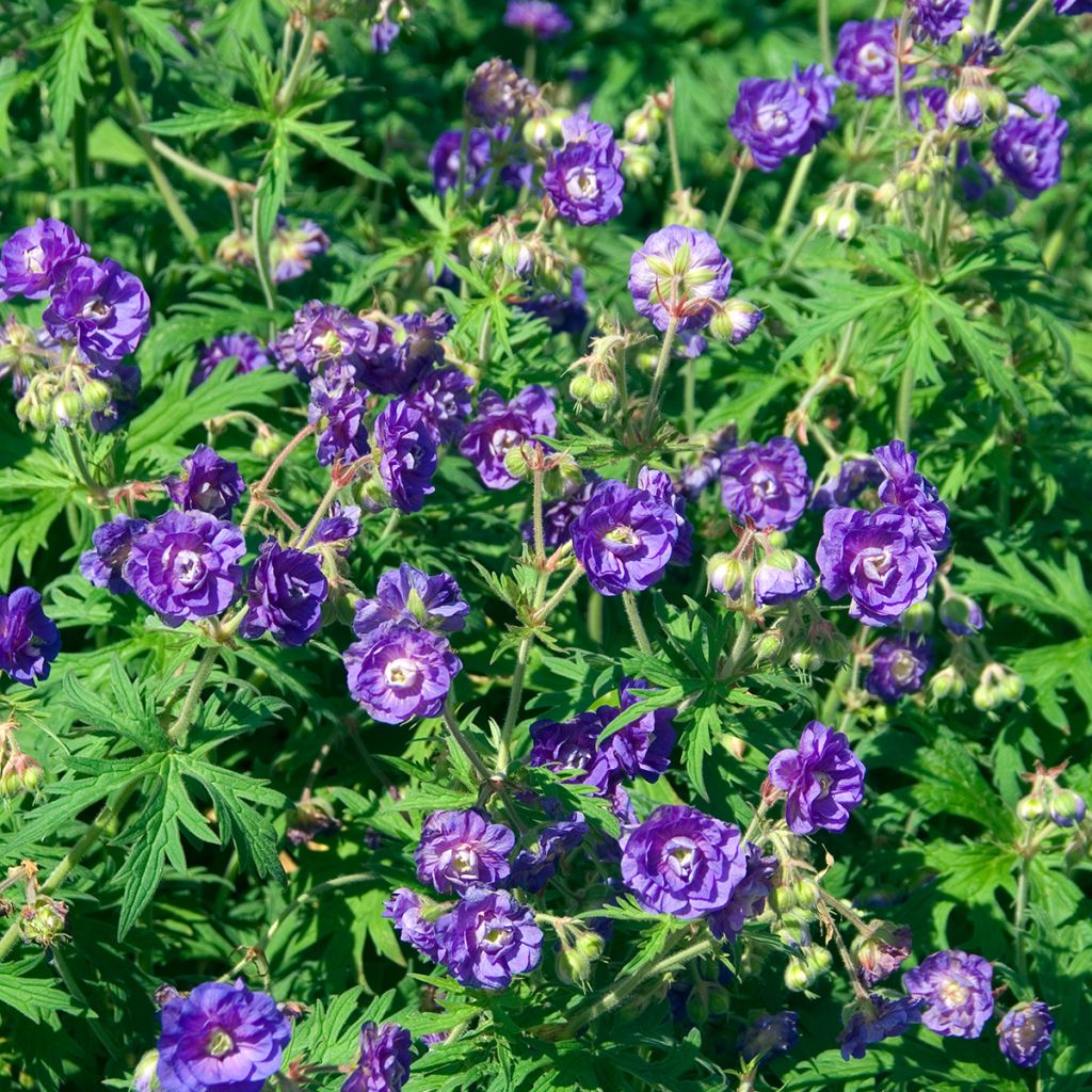 Geranium pratense Plenum Violaceum - Geranio dei prati