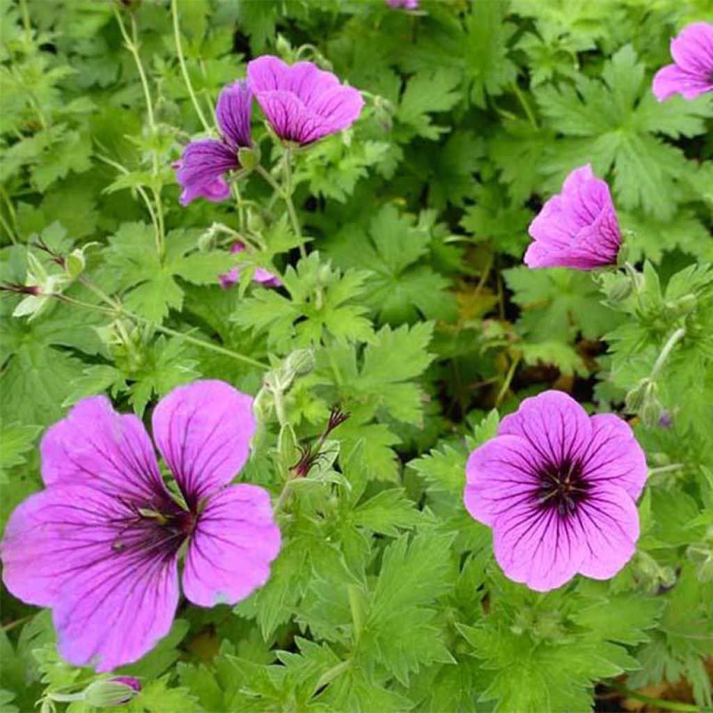 Géranium vivace psilostemon Bressingham Flair - Geranium vivace rose magenta doux à coeur et veines noires.