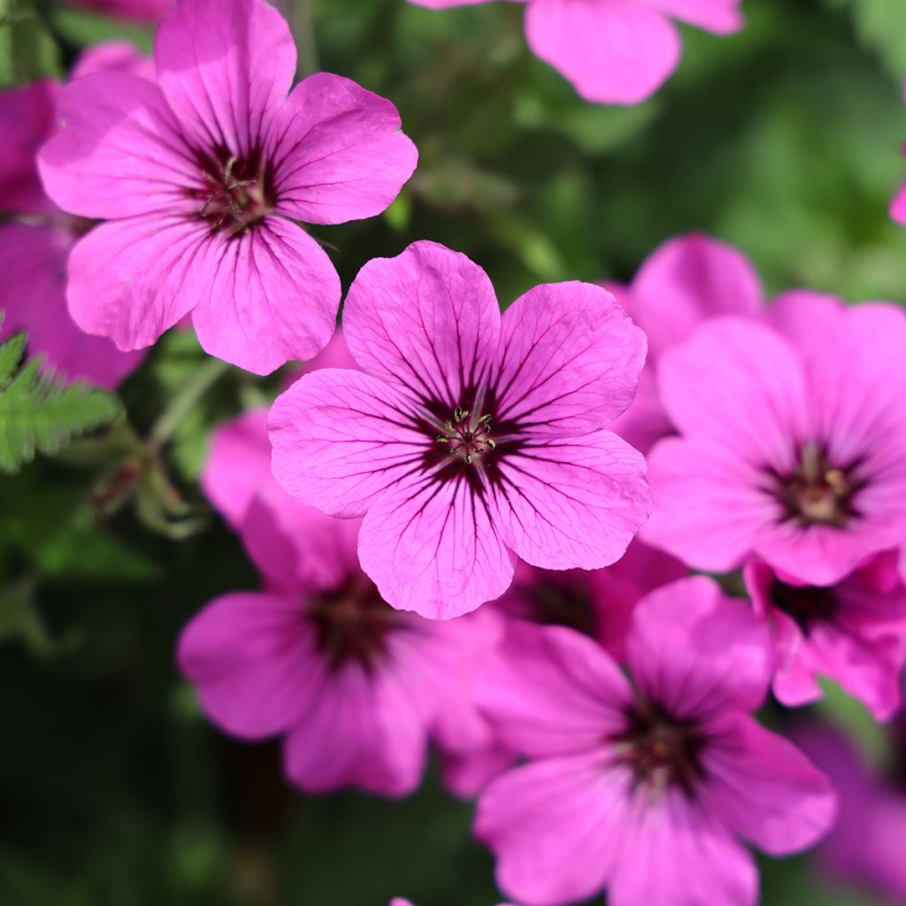 Geranium psilostemon