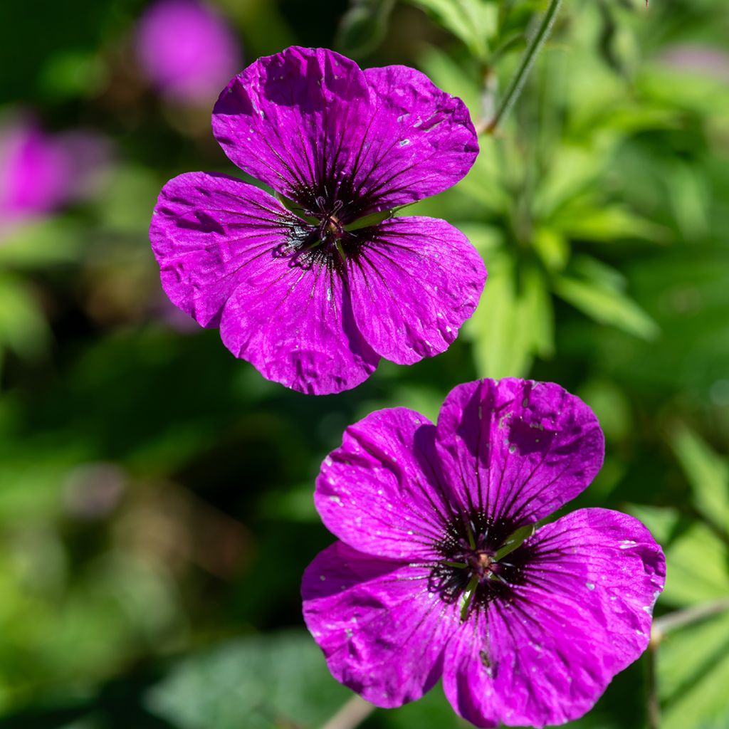 Geranium psilostemon