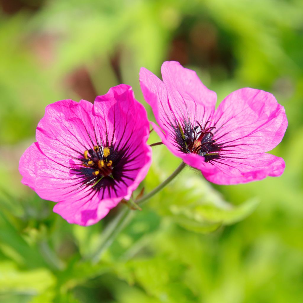 Geranium psilostemon