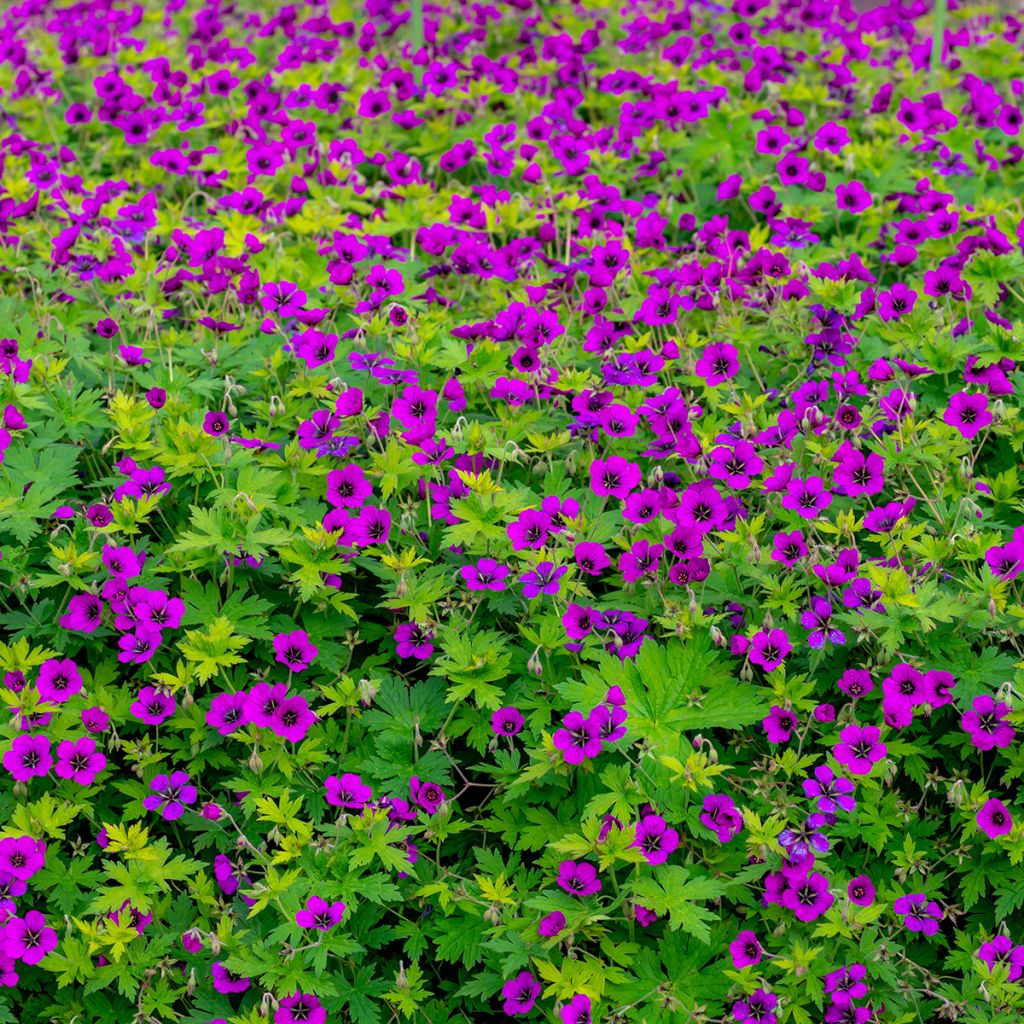 Geranium psilostemon