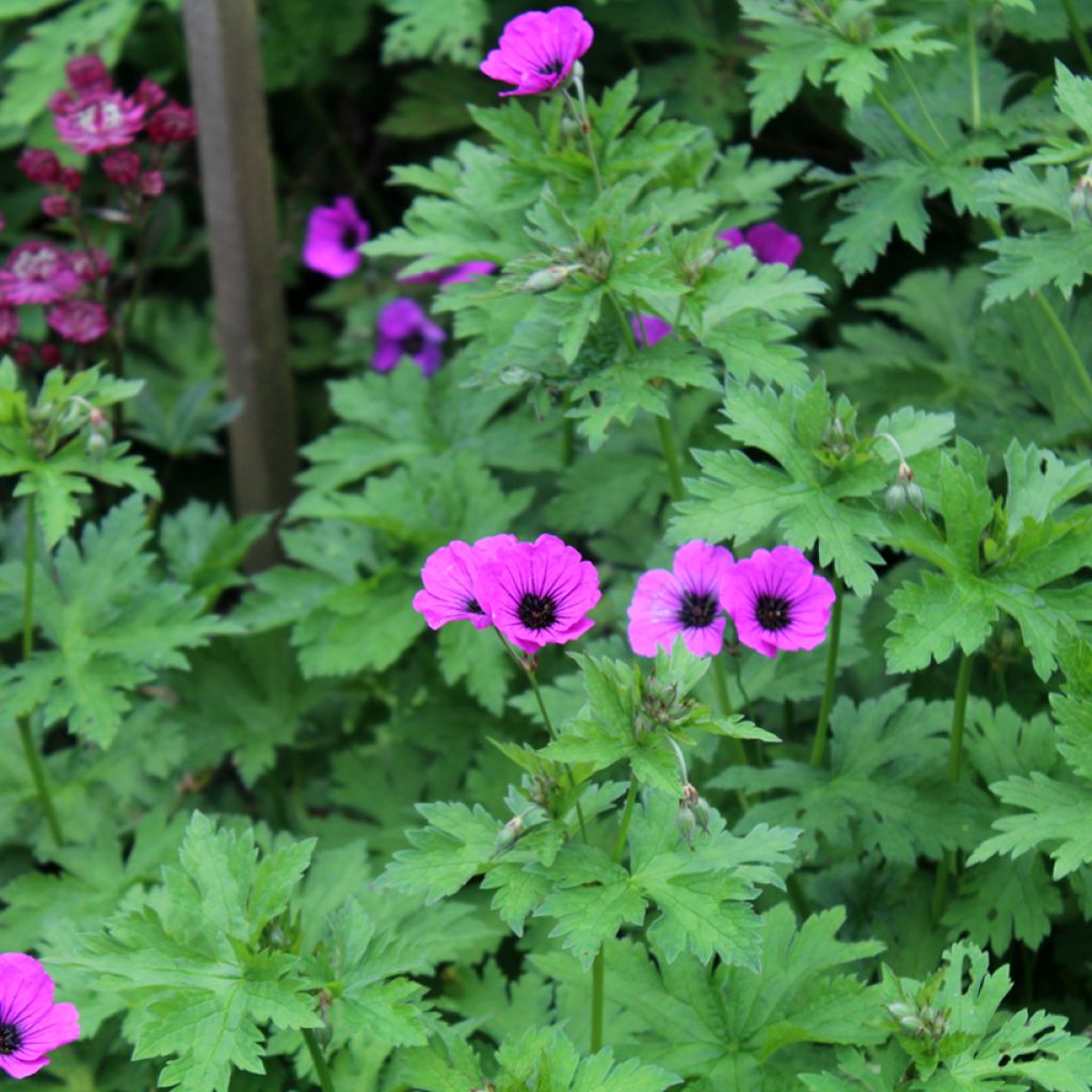 Geranium psilostemon