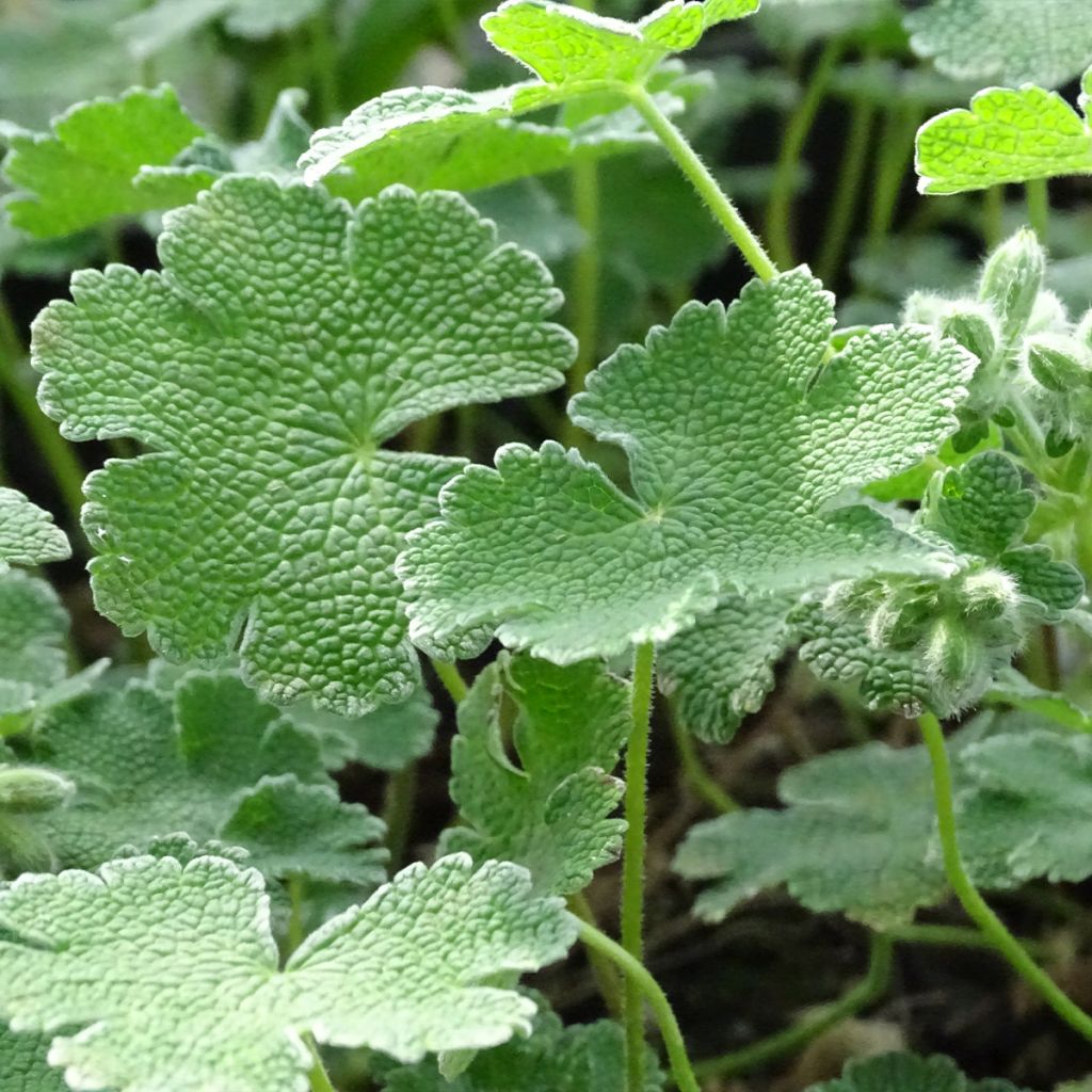 Géranium vivace renardii