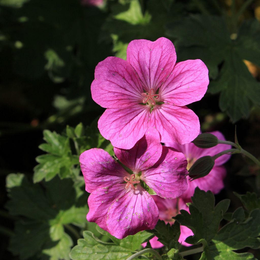 Geranium riversleaianum Russell Prichard