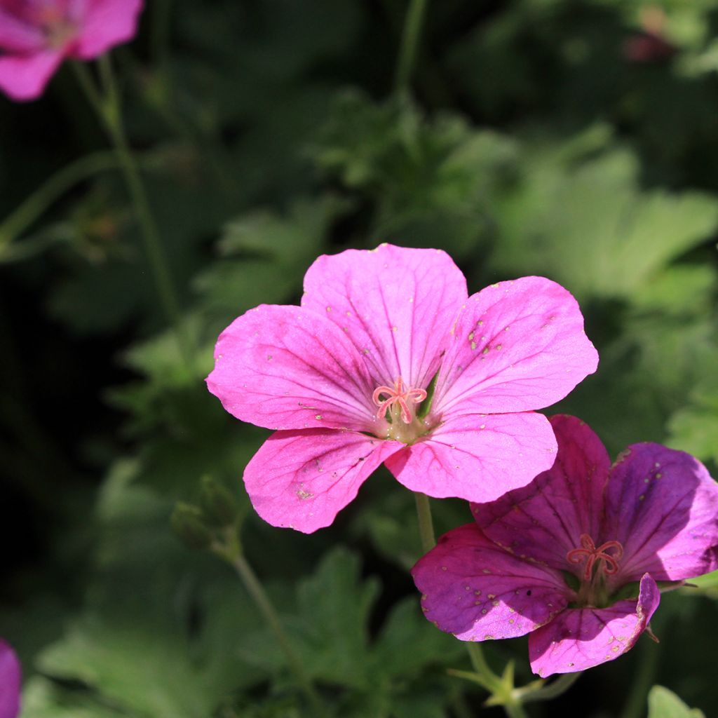 Geranium riversleaianum Russell Prichard