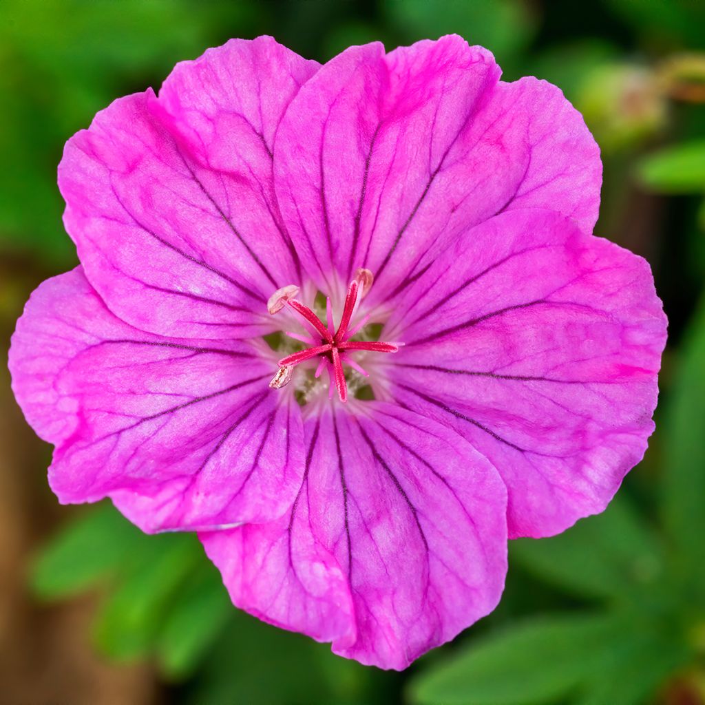 Geranium sanguineum Ankum's Pride - Geranio sanguigno