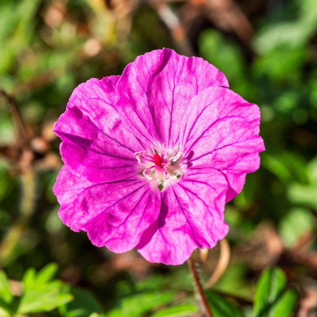 Geranium sanguineum Ankum's Pride - Geranio sanguigno